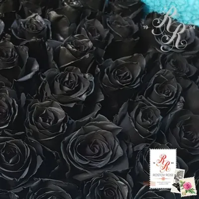 Черные розы микс в шляпной коробке 51 штука 1 шт. купить с доставкой в  Москве. Цена от 14200 ₽
