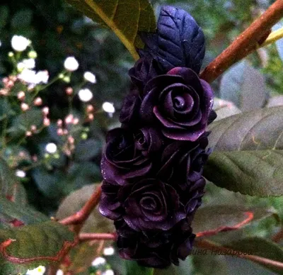 ᐉ Купить Букет цветов \"Чёрные розы\" в Алматы по выгодной цене |  Bestflowers.kz