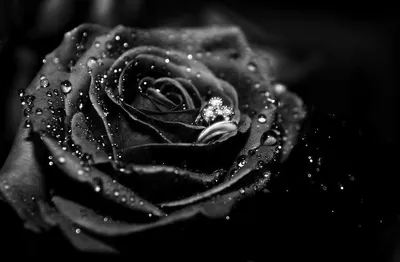 Чёрные розы в морской пустыни» — создано в Шедевруме