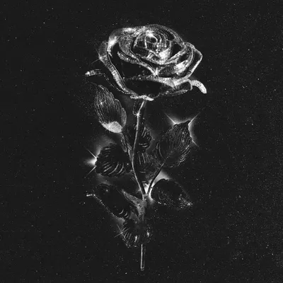 Букет из Голландских черных роз, сорт Черный принц