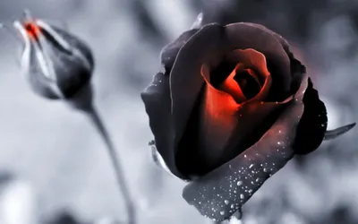 39 чёрных роз по цене 18550 ₽ - купить в RoseMarkt с доставкой по  Санкт-Петербургу