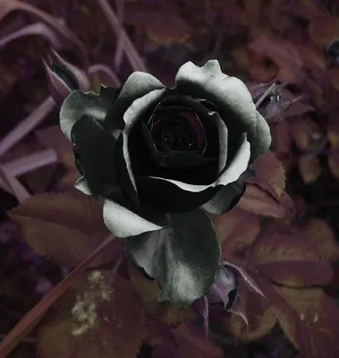 ᐉ Купить букет из 51 черной розы 80 см в Капшагае — Интернет-магазин  KapchagayZakazBuketov
