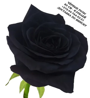 Картина Черные Розы - p53742 | RedPandaShop.