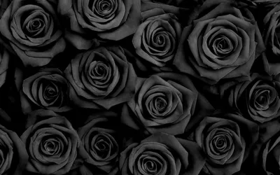 Черные розы с синей окантовкой за 4 790 руб. | Бесплатная доставка цветов  по Москве
