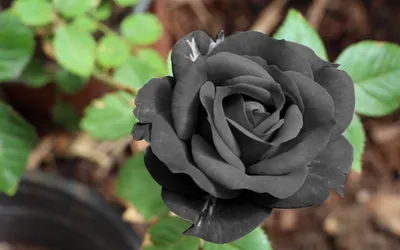 3 черных розы в букете за 990 руб. | Бесплатная доставка цветов по Москве