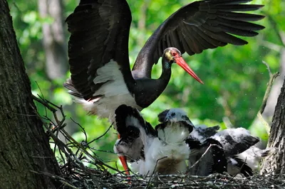 Аист черный (Ciconia nigra). Фотогалерея птиц. Фотографии птиц России,  Беларуси, Украины, Казахстана, Таджикистана, Азербайджана.