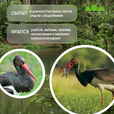 Черный аист | zoo-ekzo.ru - Экзотические животные
