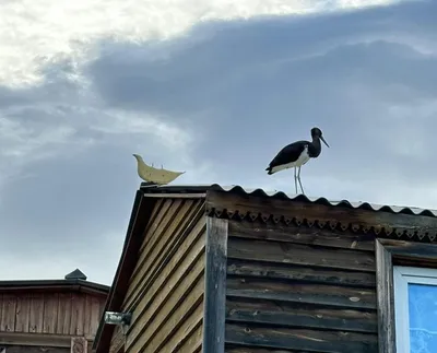 В Тверской области сняли на видео очень редкую птицу | Твериград