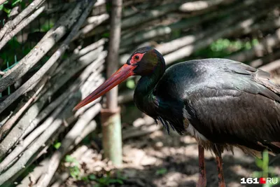 Черный аист-Black stork | Aves, Pássaros