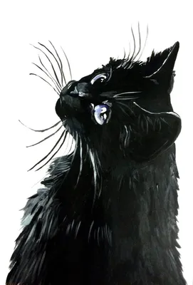 Черный кот картинки рисунки
