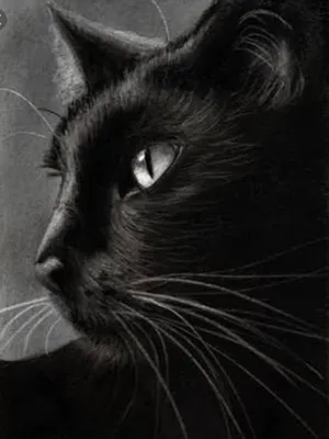 Черная кошка котенок рисунок, кот, млекопитающее, животные, кошка png |  PNGWing