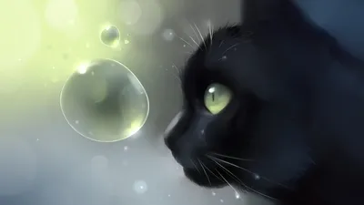 Почему у чёрных кошек (и не только у чёрных) меняется цвет шерсти и рисунок  | О котах | Дзен