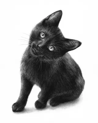 Черный Котик Рисунок (51 Фото)