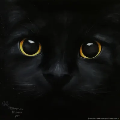 Черный кот картинки
