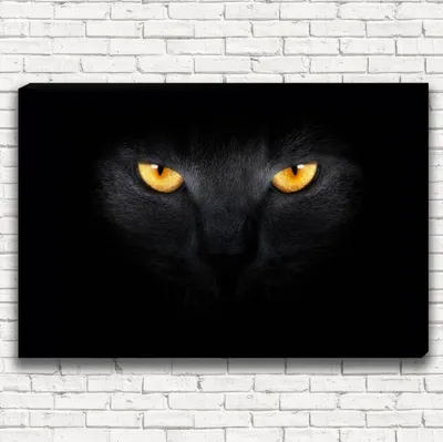 Черный кот · Бесплатные стоковые фото