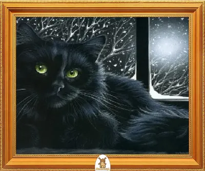 Кошка Черный Кот Животное Домашний - Бесплатное фото на Pixabay - Pixabay
