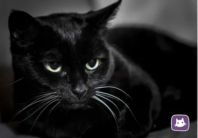 🐱Приметы, связанные с кошками. Часть 1: черный кот | Нос, хвост, лапы |  Дзен