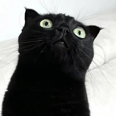 Картина черный кот Картины с котами Портрет кота Портрет кошки в  интернет-магазине Ярмарка Мастеров по цене 2500 ₽ – S63JYRU | Картины,  Санкт-Петербург - доставка по России