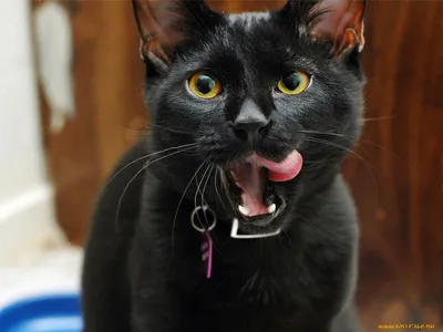 Чёрный кот: открытки с добрым утром - инстапик | Открытки, Доброе утро,  Смешной счастливый