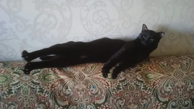 Черный кот в костюме бэтмэна.бэтмэн…» — создано в Шедевруме