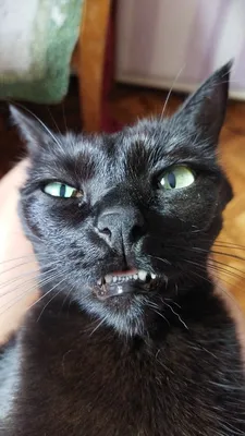 Черный кот кофе из-за убийства смешные подарки для кошки влюбленных  металлический плакат Настенный декор кухня жестяной знак плакаты |  AliExpress
