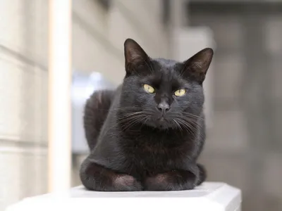 черный кот :: chan_mosa81 :: котэ (прикольные картинки с кошками) / смешные  картинки и другие приколы: комиксы, гиф анимация, видео, лучший  интеллектуальный юмор.