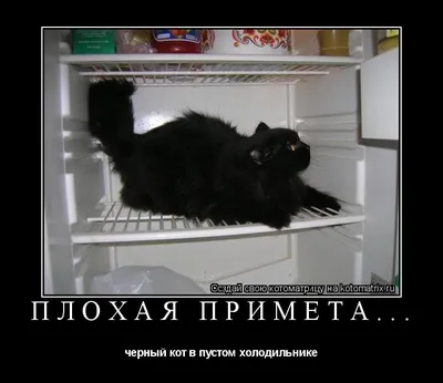 Последний чёрный кот - купить книгу в интернет-магазине Самокат