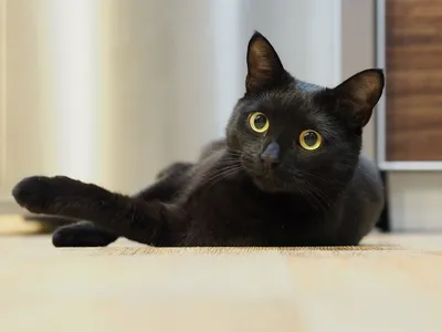 черный кот :: злая рука :: котэ (прикольные картинки с кошками) / смешные  картинки и другие приколы: комиксы, гиф анимация, видео, лучший  интеллектуальный юмор.