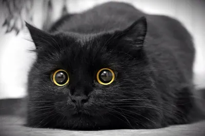Черный кот с выпученными глазами - 75 фото