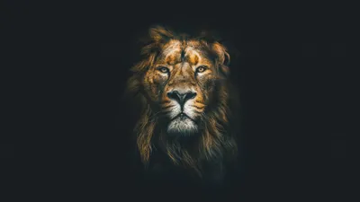 Black lion | Кладбищенские статуи, Черный лев, Статуи