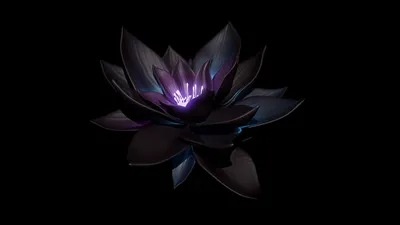 Черный лотос цветок - 80 фото