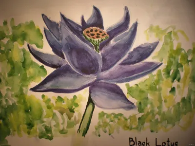 Черный лотос цветок в природе - 73 фото
