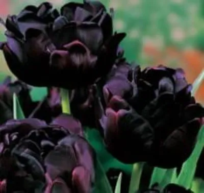 Чёрный тюльпан, профессиональное фото…» — создано в Шедевруме