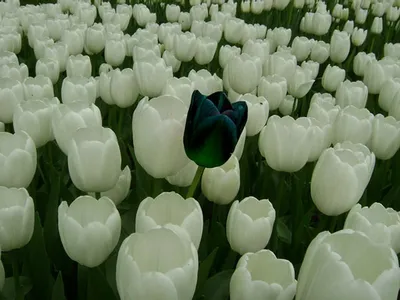 черный тюльпан в черном тюльпане луга Стоковое Фото - изображение  насчитывающей простота, макрос: 219030832