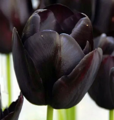 День в истории: 15 мая - Черный тюльпан и законы Кеплера - Техно bigmir)net