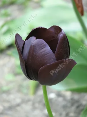Чёрный тюльпан в стиле dark …» — создано в Шедевруме