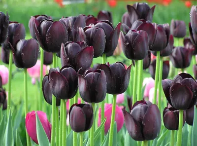 Декадентский черный тюльпан Стоковое Фото - изображение насчитывающей  темно, пурпурово: 32420868
