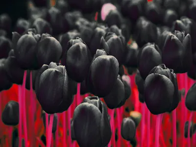 Глоксиния Ен-черный тюльпан