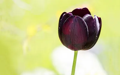 Черный Тюльпан Цветок Цветение - Бесплатное фото на Pixabay - Pixabay