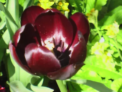 Цветы из ткани Черный тюльпан Брошь из шелка – заказать на Ярмарке Мастеров  – ERT6RRU | Цветы, Екатеринбург