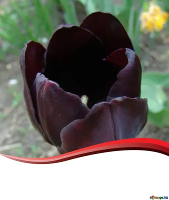 Файл:Чёрный тюльпан. Афганистан. 2019 01.jpg — Викимедиа