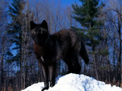 Луп Нуар Черный Волк — стоковые фотографии и другие картинки Волк - Волк,  Серый волк, Чёрный цвет - iStock