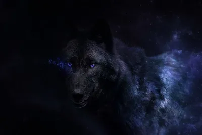Черный волк 1 стоковое фото. изображение насчитывающей шерсть - 29846238