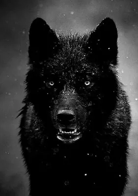Фото Черный волк с окровавленной пастью стоит на снегу, by Viergacht