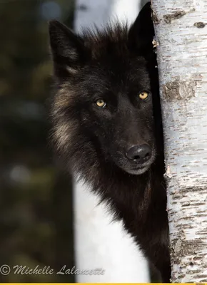 Черный волк с черным фоном стоковое фото. изображение насчитывающей  млекопитающее - 176514004