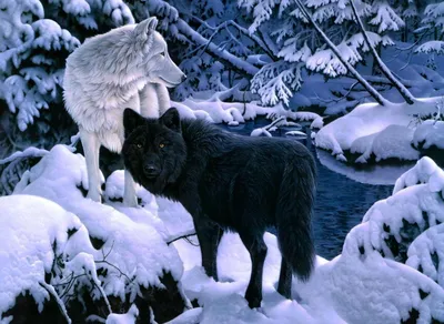 Черный волк на аву - фото и картинки abrakadabra.fun