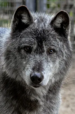 Канадский (черный) волк – Canis lupus pambasileus. Экспозиция Вольер хищных  млекопитающих. Сахалинский зооботанический парк.
