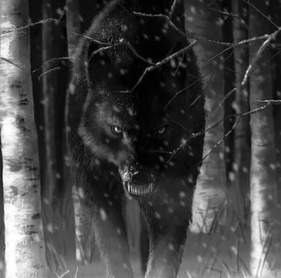 Черный Волк Зимой — стоковые фотографии и другие картинки Волк - Волк,  Чёрный цвет, Всматриваться - iStock