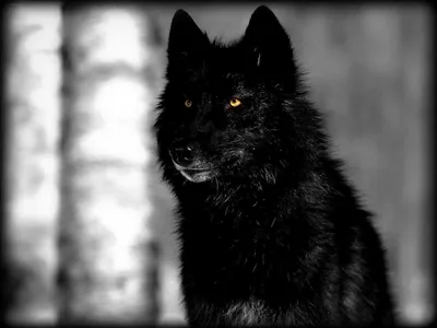 чёрный волк — Фото №30062
