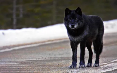 черный волк в лесу стоковое изображение. изображение насчитывающей глаза -  235121799